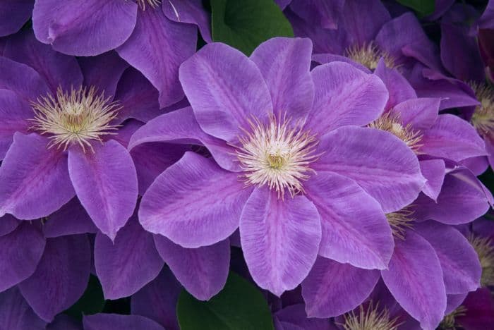 clematis 'Kinju Atarashi'