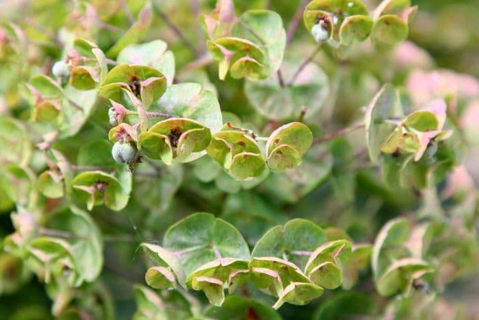 Martin's spurge [Tiny Tim]