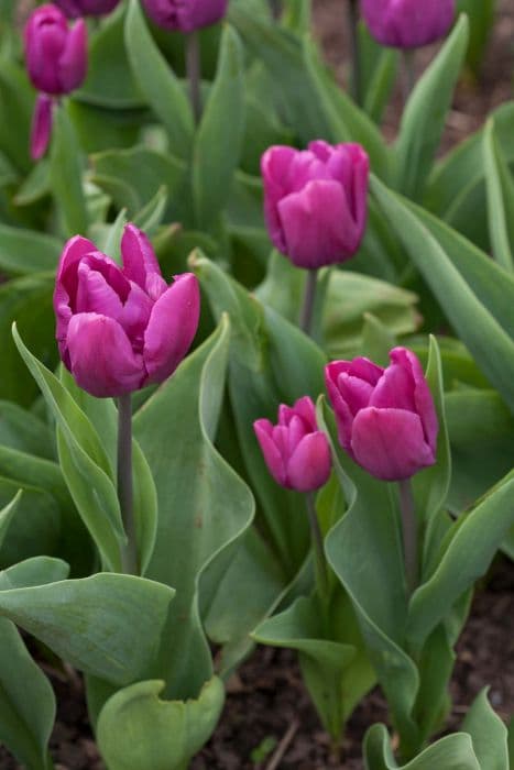 tulip 'Purple Prince'