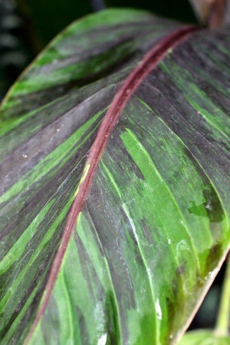 Darjeeling banana 'Red Tiger'