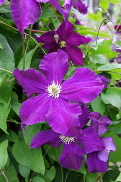 Clematis 'Viola'