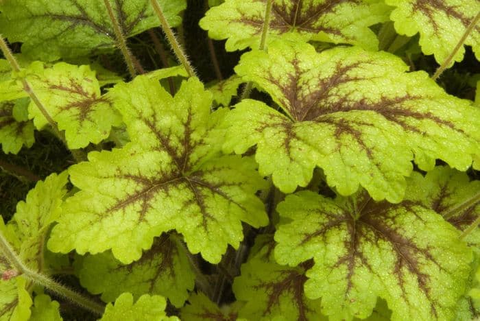 heucherella 'Alabama Sunrise'