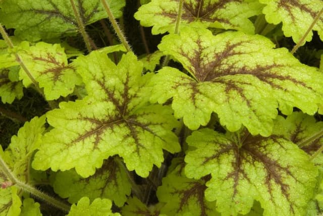 Heucherella 'Alabama Sunrise'