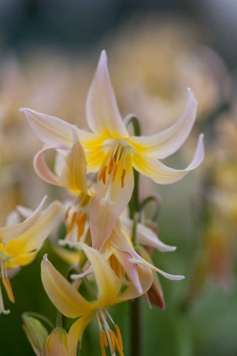 fawn lily 'Eirene'