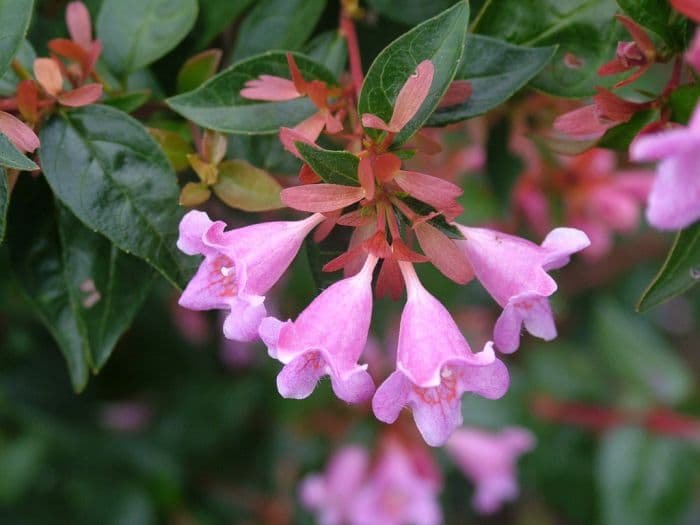 abelia 'Edward Goucher'