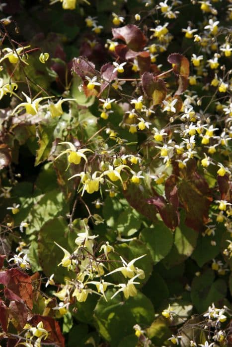 broad-petalled barrenwort