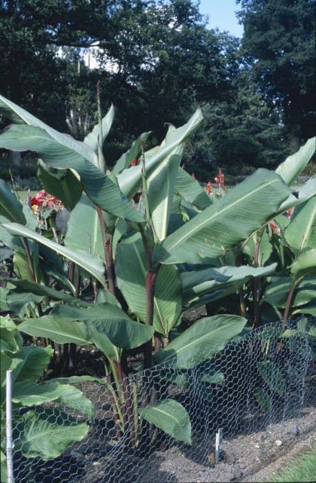 canna 'Musifolia'