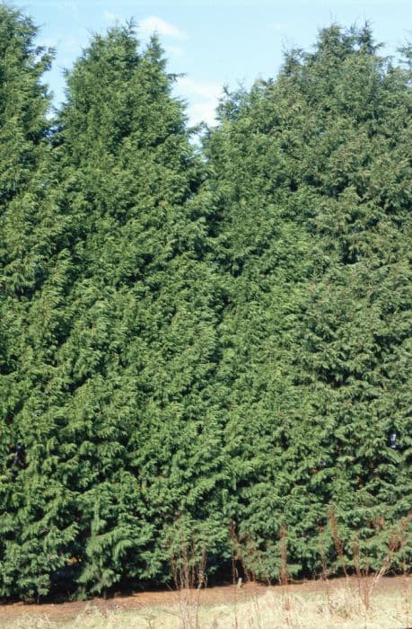 Leyland cypress