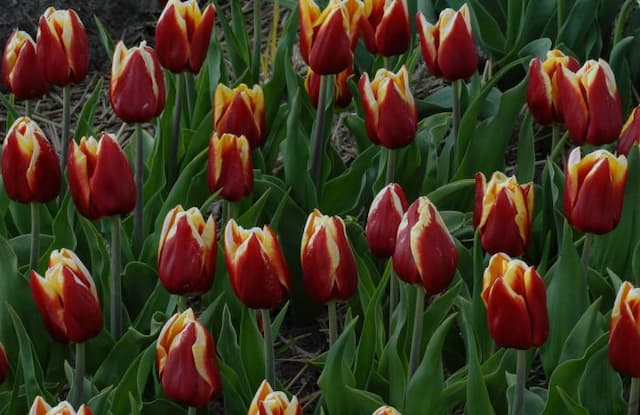 Tulip 'Reputation'