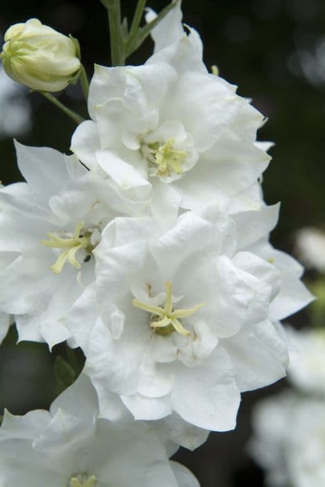 bellflower 'Fleur de Neige'