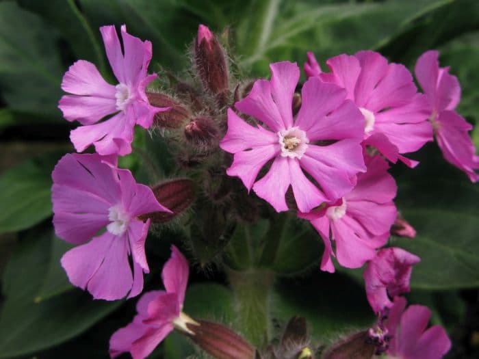 red campion 'Rollie's Favorite'