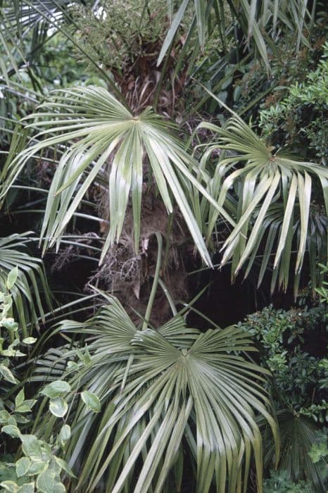 Chusan palm
