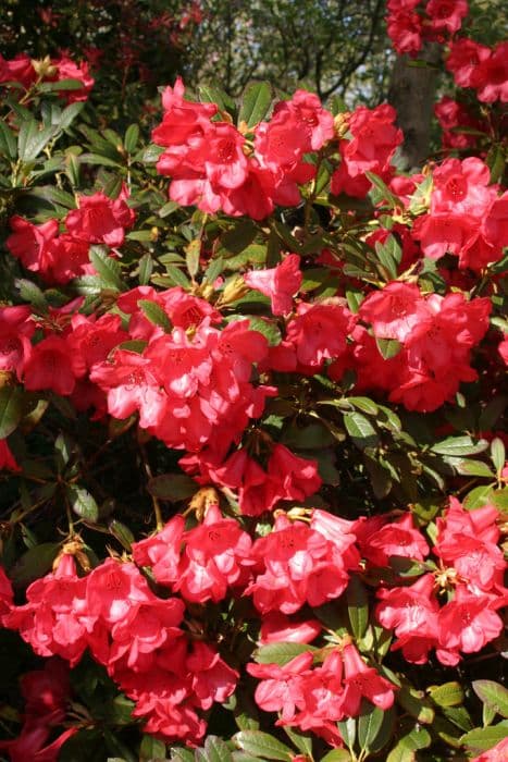 rhododendron (Elizabeth Group) 'Elizabeth'