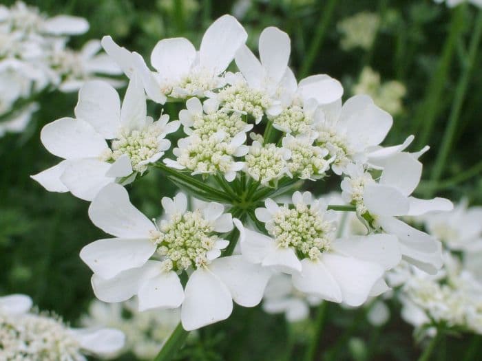 white laceflower