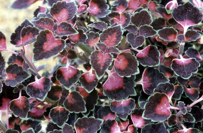 coleus 'Lord Falmouth'