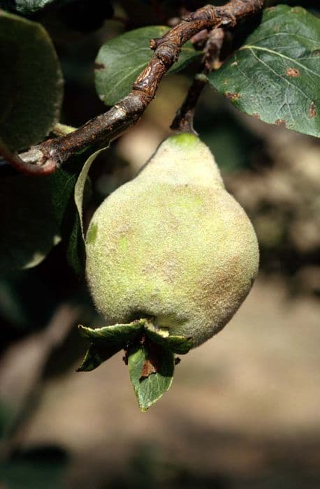 quince 'Vranja'