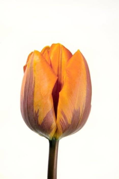 tulip 'Prinses Irene'