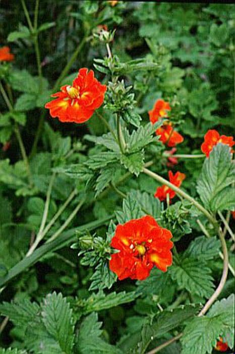 cinquefoil 'William Rollisson'