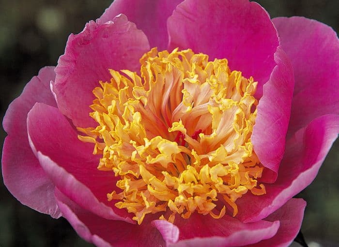 peony 'Mr G.F. Hemerik'