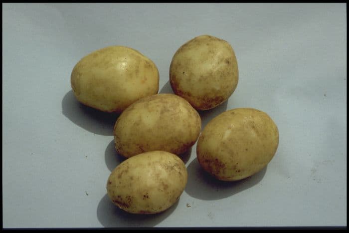 potato 'Winston'