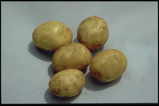 Potato 'Winston'