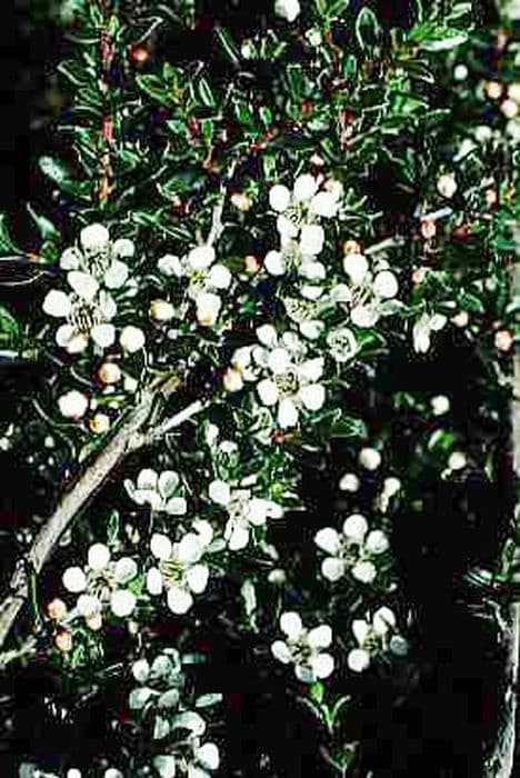 prostrate tea tree