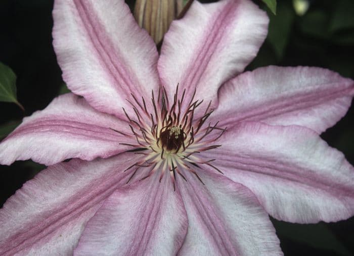 clematis 'John Warren'