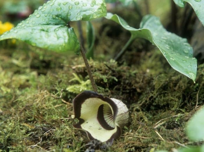 Asarum campaniforme