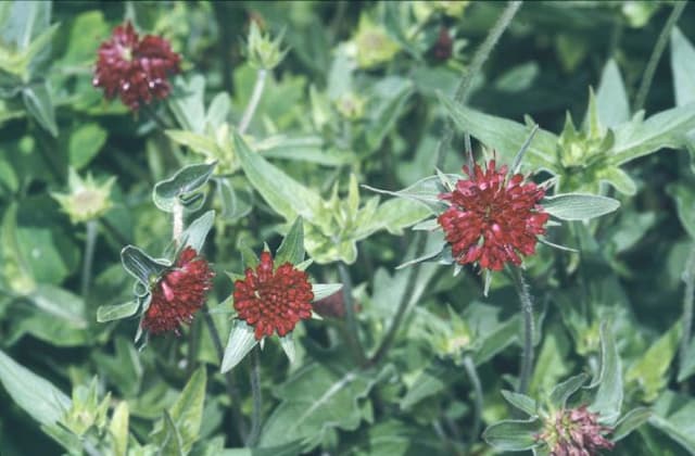 Macedonian scabious