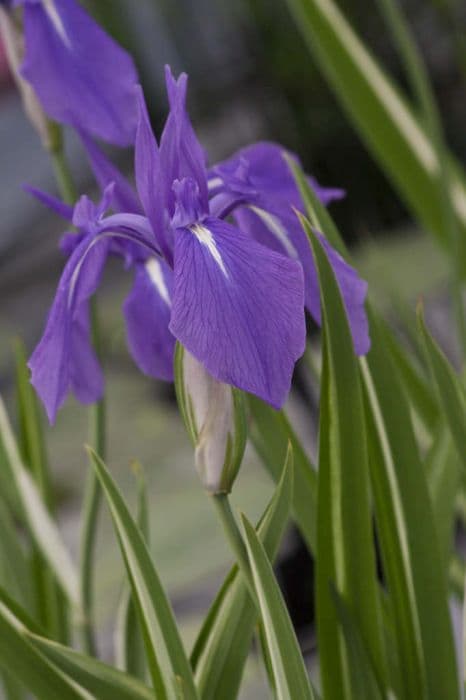 Variegated Japanese iris