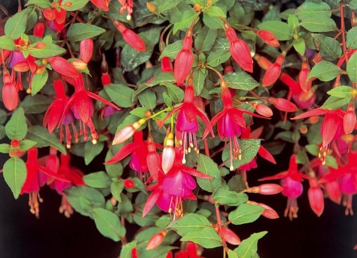 fuchsia 'York Manor'