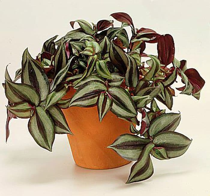 four-coloured silver inch plant