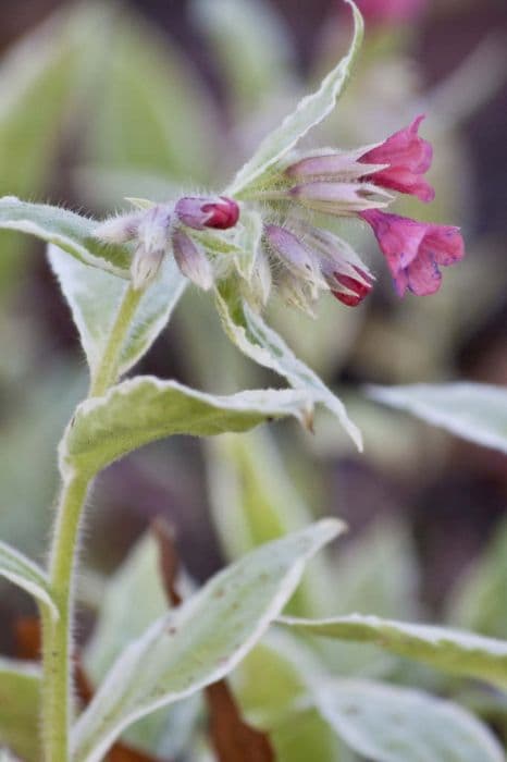 lungwort 'David Ward'