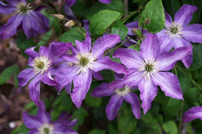 clematis [Bonanza]