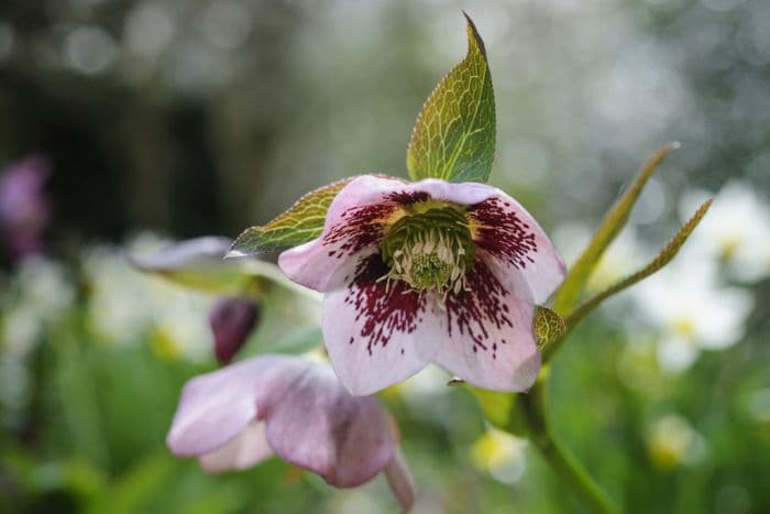 hellebore Harvington pink speckled