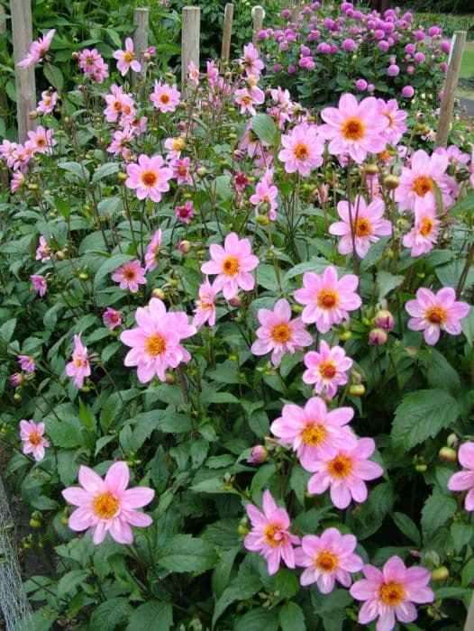 dahlia 'Teesbrooke Red Eye'