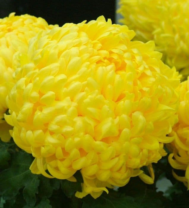 Chrysanthemum 'Boulou Yellow'