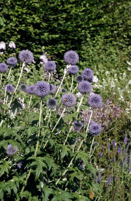 blue globe thistle