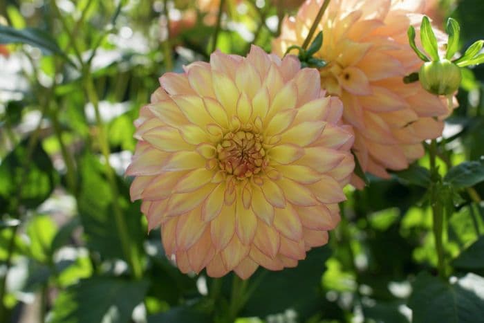 dahlia 'Camano Pet'