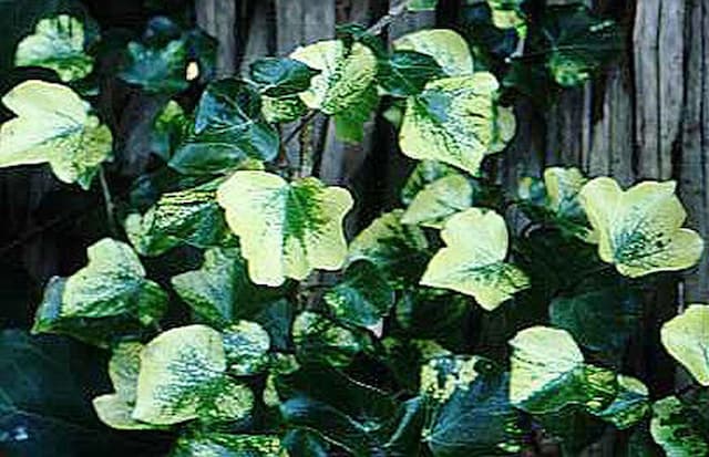 Ivy 'Angularis Aurea'