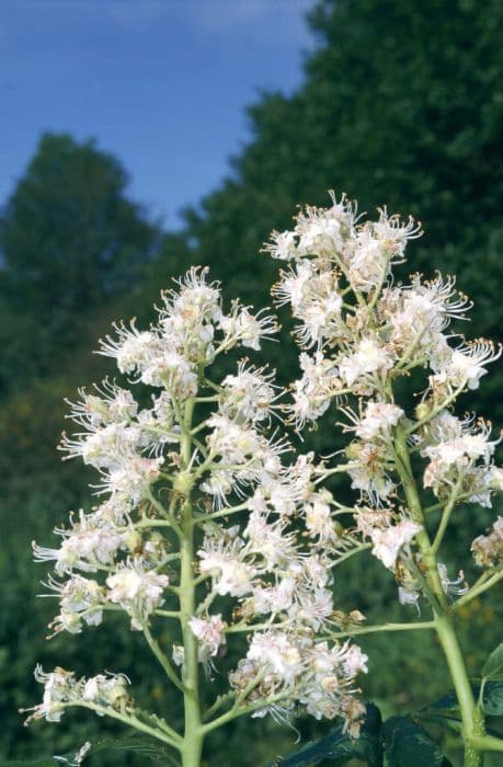 horse chestnut