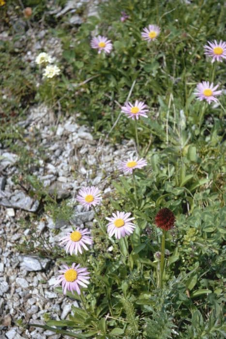 alpine aster