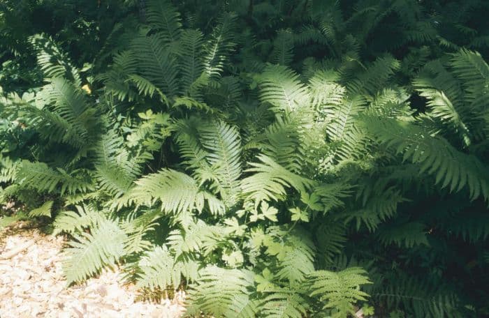 lady fern