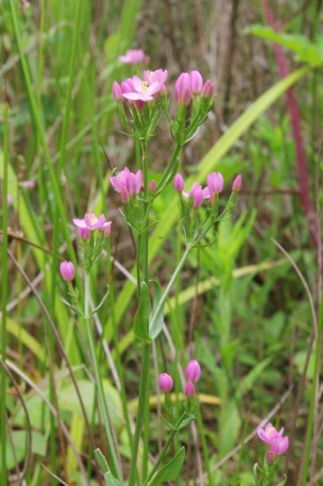 common centaury