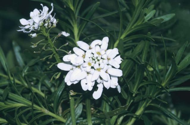 Perennial candytuft