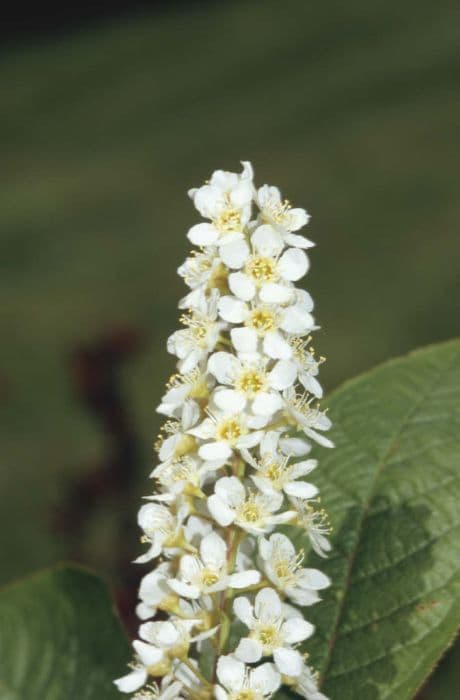 bird cherry