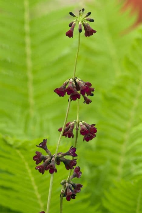 Wilson's primrose