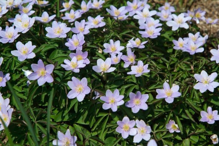 wood anemone 'Robinsoniana'