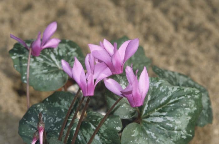 wavy-edged cyclamen