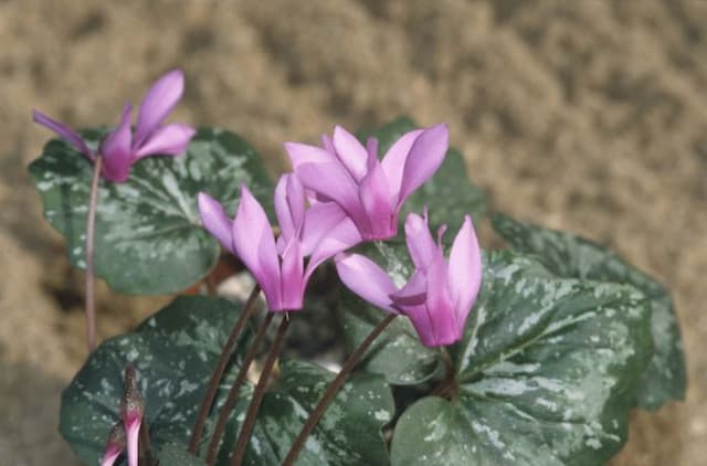 Wavy-edged cyclamen